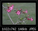 Click image for larger version

Name:	b-5230-desertrose-14-11-07-30-400.jpg
Views:	434
Size:	145.6 KB
ID:	8097