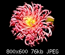 Click image for larger version

Name:	Dahlia Crinkly M.jpg
Views:	408
Size:	76.3 KB
ID:	8098