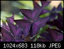 Feb-9A - Purple Oxalis 20080188-Edit.jpg-purple-oxalis-20080188-edit.jpg