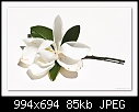 Magnolia &quot;Little Gem&quot;-b-3397psa-magnolia-09-02-08-20-90.jpg