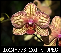 Longwood Orchid - 20080219-Edit.jpg-20080219-edit.jpg