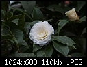 Longwood Camellia - 20080326-Edit.jpg-20080326-edit.jpg