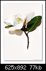 Magnolia 'Little Gem'--b-3400-magnolia-09-02-08-20-90.jpg