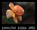 Rose-8170-b-8170ps-sundalerose-10-02-08-30-400.jpg