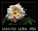 Rose-8167-b-8167-rose-10-02-08-30-400.jpg