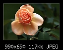 Blemished Rose-8163-b-rose-8163-10-02-08-30-400.jpg