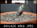 Cactus-100_0057-small-.jpg
