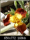 Yellow/Red Iris-irisyellowrust-adsc01708.jpg