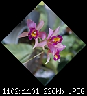 Laelia - Orchid-laelia-ancibarinarosedust1350a-01726.jpg