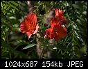 Feb21-E  - Peruvian Lily-20080653-Edit.jpg-peruvian-lily-20080653-edit.jpg