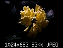 Flower Drama - Yellow Clivia 20080577-Edit.jpg-yellow-clivia-20080577-edit.jpg