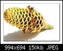 Beehive Ginger Flower-3453 (Zingiber spectabile )-b-3453ps-beeging-24-02-08-20-90.jpg
