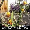 Yellow/Red Iris-iris-bronzeyellowdsc01748.jpg