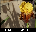 Yellow/Red Iris-iris-bronzeyellowdsc01749.jpg