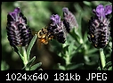Bee-fullerton-016.jpg