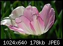 Backlit pink tulip-fullerton-028.jpg