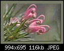 Grevillea rosmarinifolia-3542-b-3542-grevillea-02-03-08-20-90.jpg