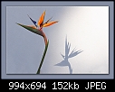 Bird of Paradise Flower-0005 (Strelitzia reginae)-b-0005-strelitzia-04-03-08-20-400.jpg