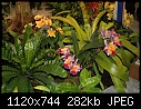 More from Waldor orchids - DSC_2173a.jpg-dsc_2173a.jpg