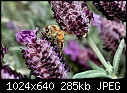 Bee-fullerton-arboretum-006-x.jpg