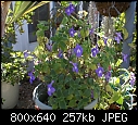 Streptocarpus-streptocarpus-lavender-dsc01772.jpg