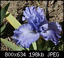 My Blue Iris-iris-blue-dsc01752.jpg
