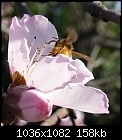 Peach Blossom and Bee - 1 attachment-p1020402-peach-bee-c1.jpg