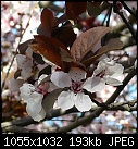 -p1020390-ornamental-plum-c1.jpg