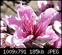 Peach Blossom - 1 attachment-p1020407-peach-c2.jpg