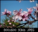 Peache Blossoms - 1 attachment-p1020411-peach-r1.jpg