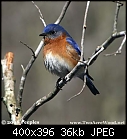 Two Acre Wood (The Battle of the Bluebirds)-bb_portrait1_0364.jpg