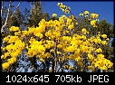 What the heck is this 1?-yellow-flowers-003.jpg
