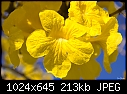 What the heck is this?-yellow-flowers-006.jpg
