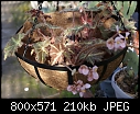 Pink Begonia-begonia-pink-dsc01788.jpg