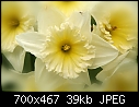 Daffodils-img_3059.jpg