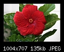 Red Hibiscus-8666-b-8666-hibiscus-26-03-08-30-400.jpg
