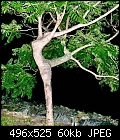 What kind of tree is this? - dancer tree.jpg-dancer-tree.jpg