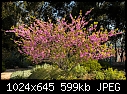 Pink flower tree-pink-flower-tree-2.jpg