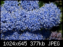 Tiny tiny blue flowers-tiny-tiny-blue-flowers.jpg