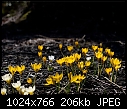 Mar23-D - Golden Nuggets-20080982-Edit.jpg-golden-nuggets-20080982-edit.jpg