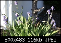 A bed of blue Irises-iris-bed-dsc01814.jpg