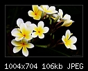 White Frangipani-Plumeria rubra-8714-b-8714ps-frangipani-19-03-08-30-400.jpg