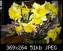 Daffodils - testing-pict2703-c.jpg