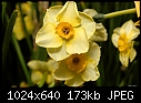 Yellow flowers-fullerton-arboretum-020b.jpg