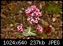 Little bitty pink flowers-fullerton-arboretum-017.jpg