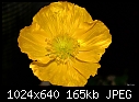 Yellow poppy-yellow-poppy.jpg