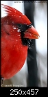 Two Acre  Wood (Snow Cardinals)-card_portrait_2958.jpg