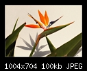 Bird of Paradise Flower-b7766ps-birdparra-16-01-08-30-400.jpg