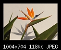 Bird of Paradise Flower-b7766-birdparra-16-01-08-30-400.jpg