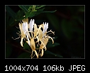 Honeysuckle-7763 (Lonicera japonica)-b-7763-honeysuckle-16-01-08-30-400.jpg
